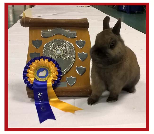 Rare Colour Netherland Dwarf Rabbits